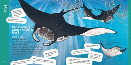 What's That? Australian Sharks, Rays & Skates